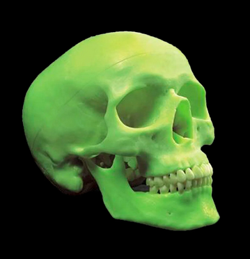 Crânio Articulável Neon